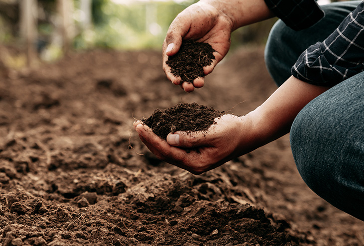 potager terre 