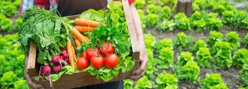 image potager de légume tomate carottes salade