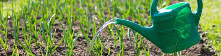 potager arrosage
