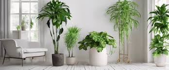 intérieur plantes