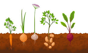 plusieurs plantes 